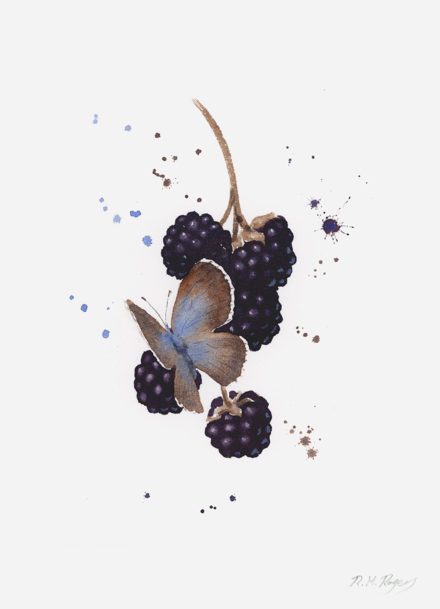 Butterflies - Set of 4 Mini Fine Art Prints