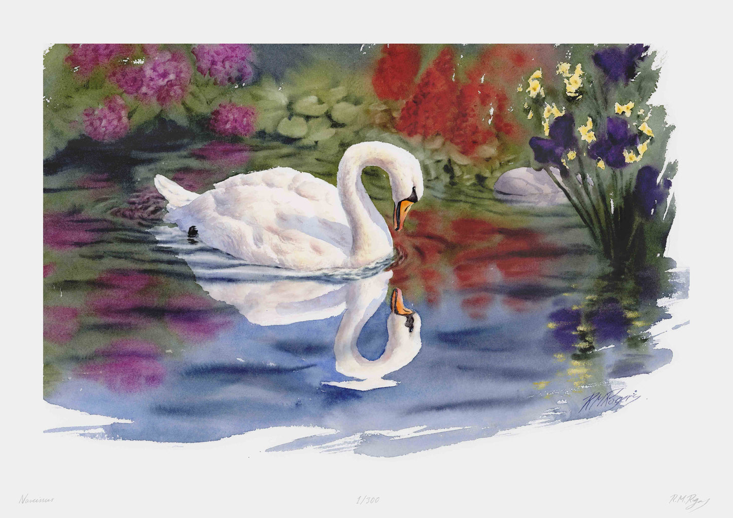 "Narcissus" Limited Edition Fine Art Print