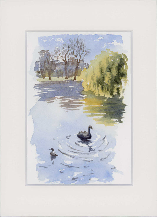 "Black Swan in St James's" Small Original Watercolour