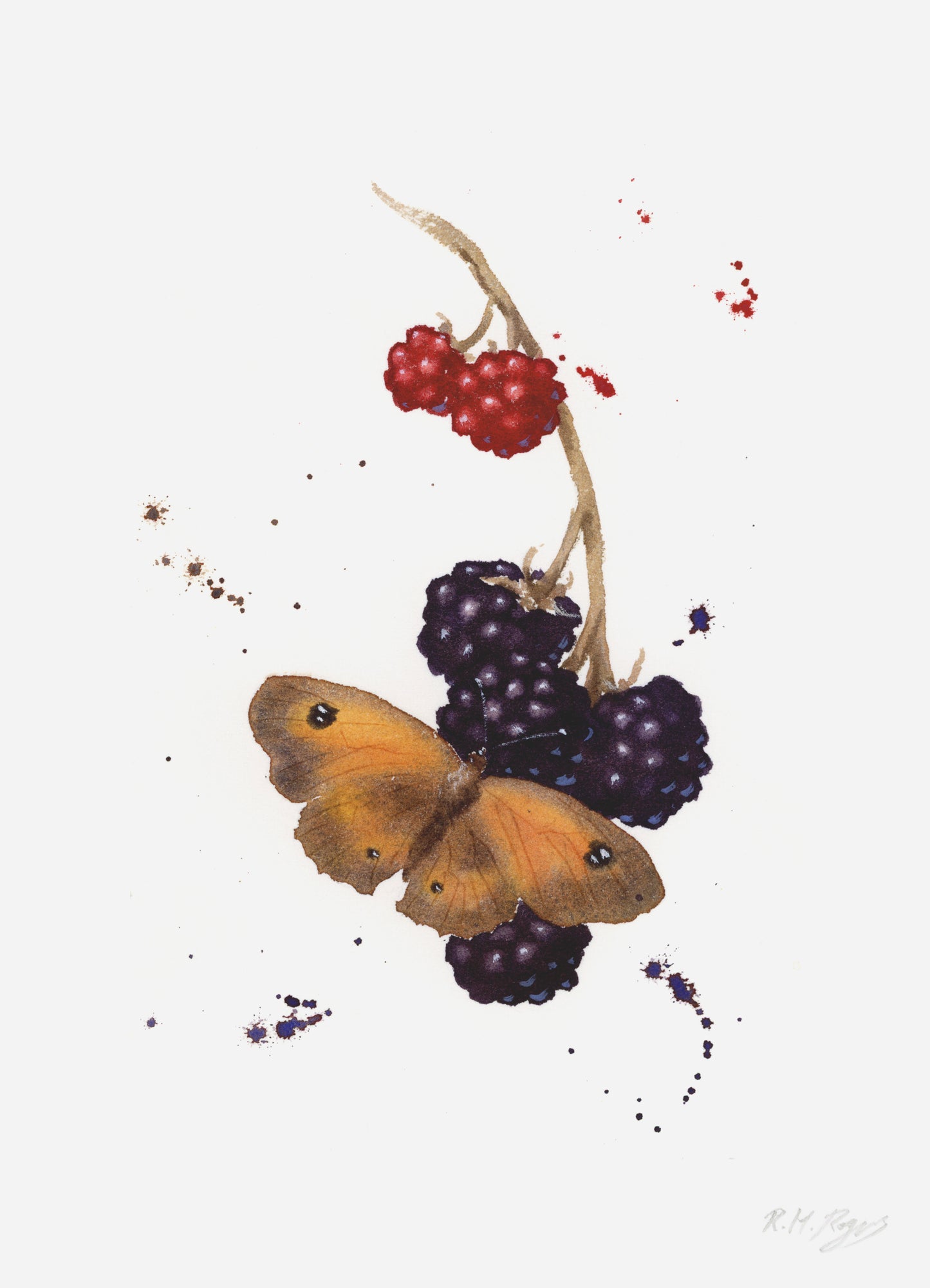 Butterflies - Set of 4 Mini Fine Art Prints